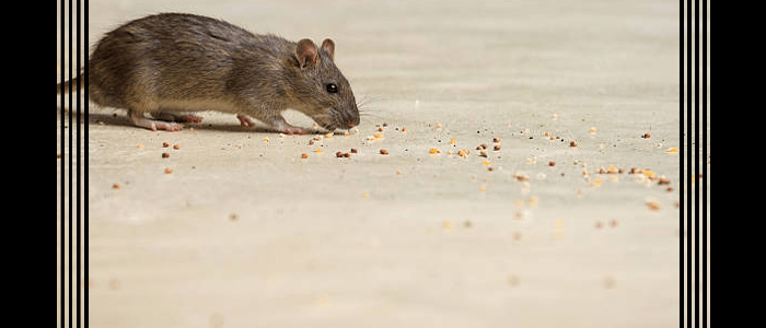 Effective Rodent Control Service Googong